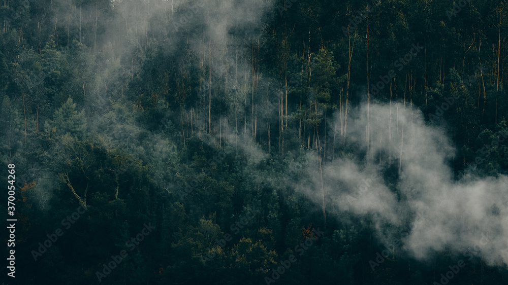 © Andre Silva - smoke blowing through thick trees