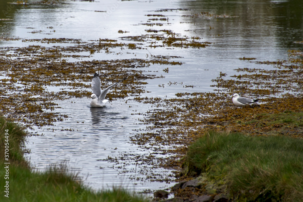 Herring Gull photographed in Scotland, Europe. Registration made in 2019. Herring Gull photographed in Scotland, Europe. Registration made in 2019.