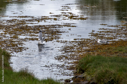 Herring Gull photographed in Scotland, Europe. Registration made in 2019.