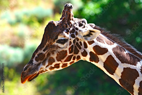 Canvas Print Giraffe Closeup