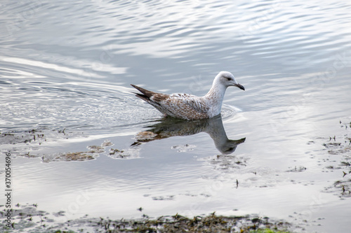 Herring Gull photographed in Scotland, Europe. Registration made in 2019.