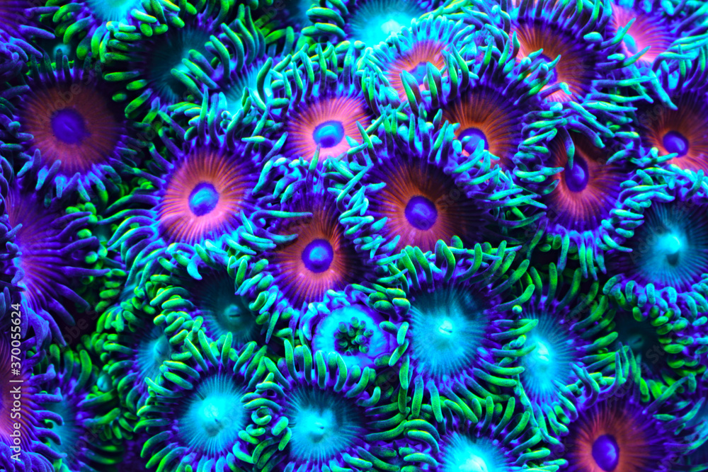 Zoa closeup Zoa closeup