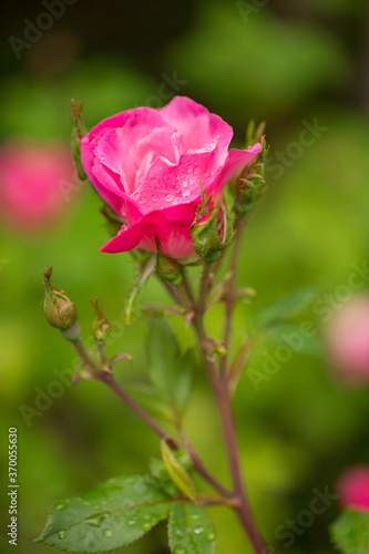 A close up shot of an old fashoned rose with a blurred background photo