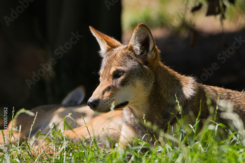  2020-08-07 A ENDANGERED RED WOLF LYING IN GRASS BY HIS PACK