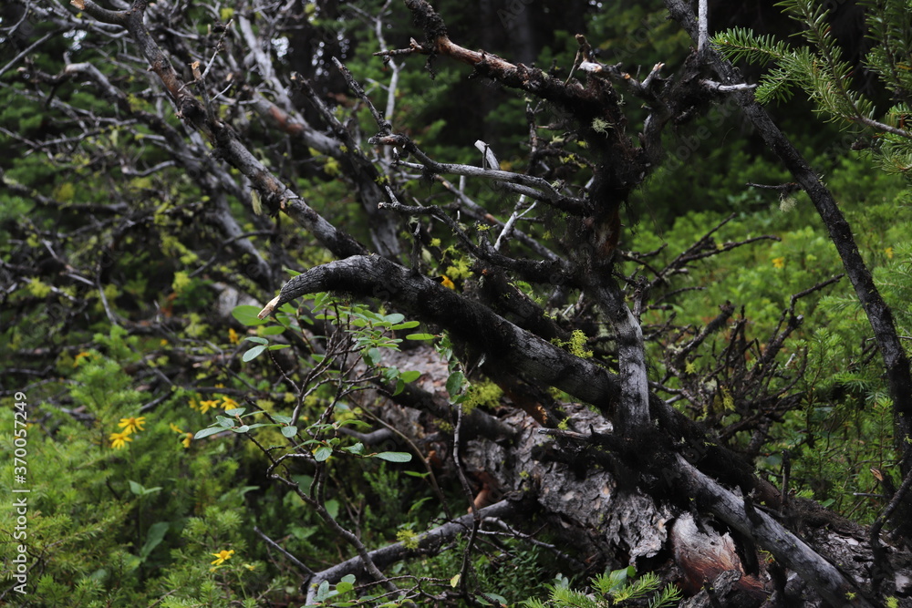 Fototapeta premium カナダのカナディアンロッキー、バンフ国立公園. ジャスパー国立公園