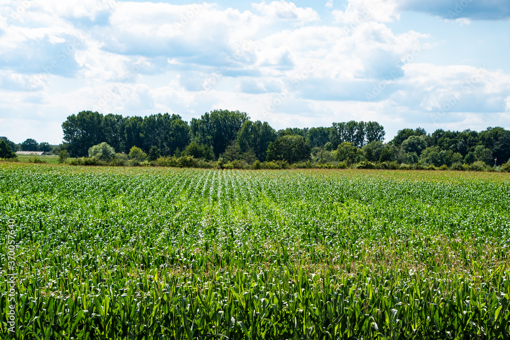 Agricultural landscape with vegetable plantations in the Netherlands. Growing organic vegetables in the field.