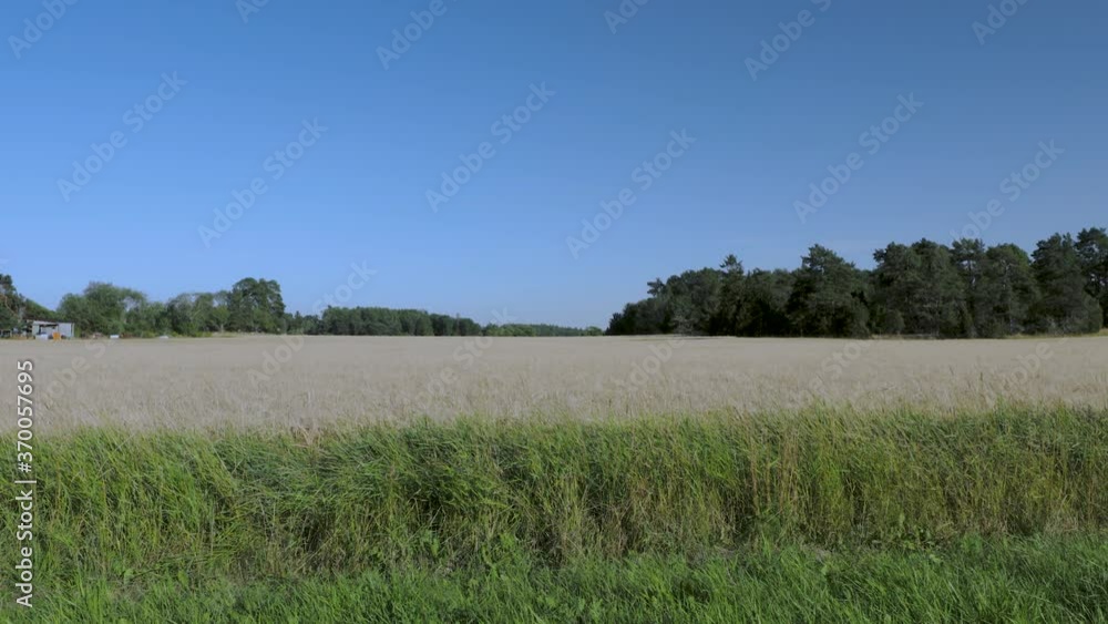 Amazing view on rye field in august. Agriculture concept. Sweden. Amazing view on rye field in august. Agriculture concept. Sweden.