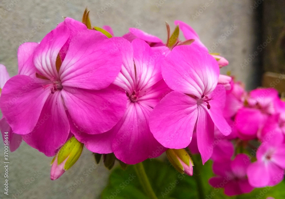 Geranium, comúnmente llamado geranio, flor de petalos rosados, fucsia.