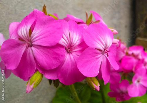 Geranium, comúnmente llamado geranio, flor de petalos rosados, fucsia. © Alfonso
