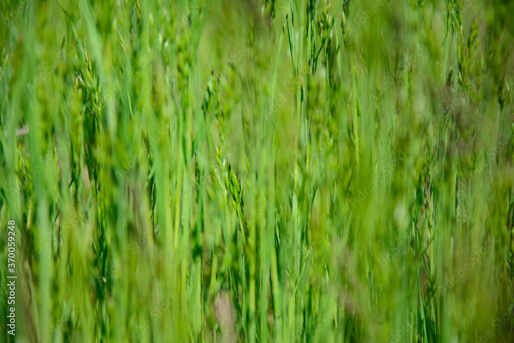 Natural nature background - selective focus of fresh grass in a summer pasture field.
