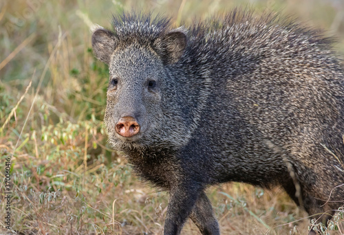 Javelina in the Texas Hill Country