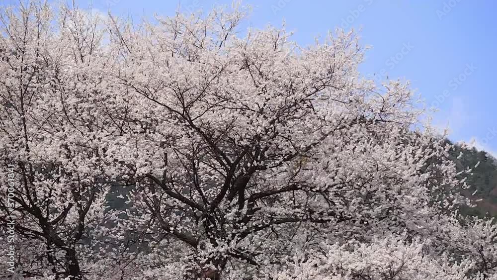 青空に映える満開の桜