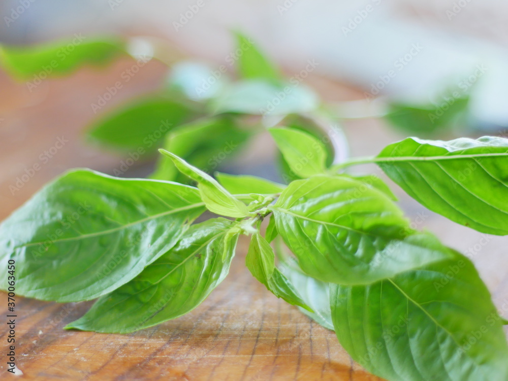 Obraz premium Green thyme plants on wooden table, local thai herbal medical