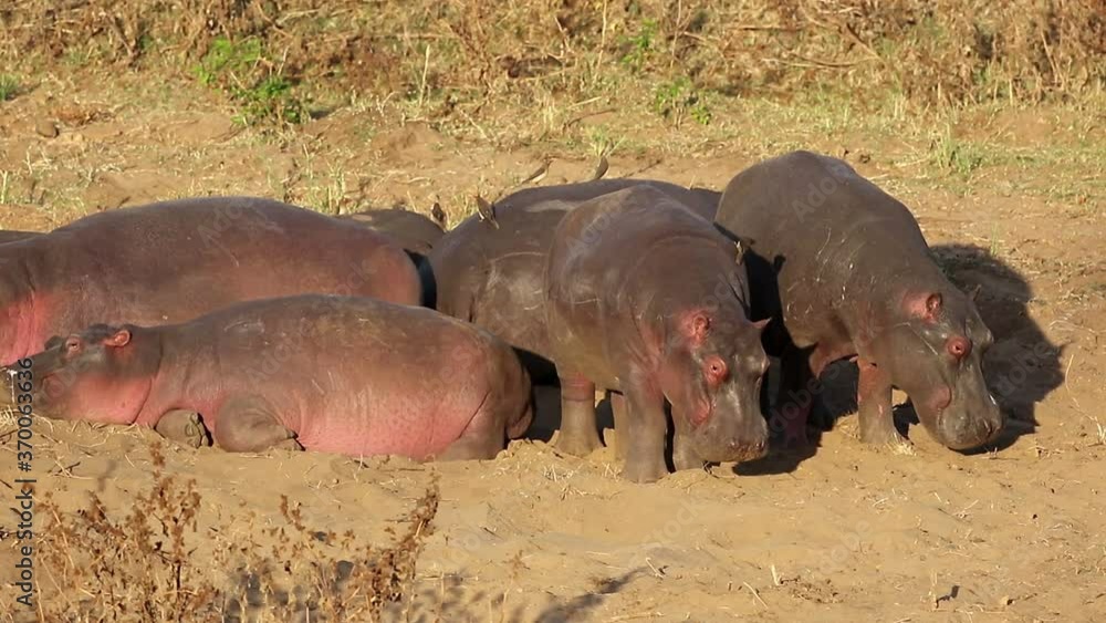 A family group of hippos (Hippopotamus amphibius) resting on land, Kruger National Park, South Africa A family group of hippos (Hippopotamus amphibius) resting on land, Kruger National Park, South Africa