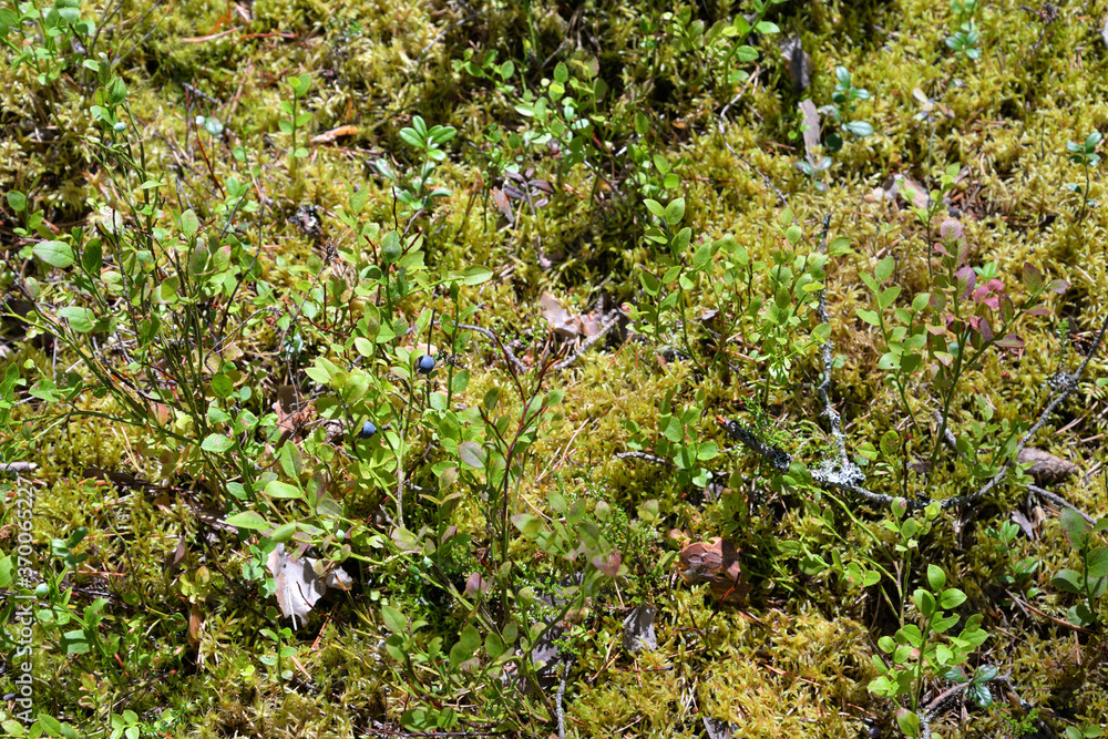 Fototapeta premium Blueberry bushes on green moss.
