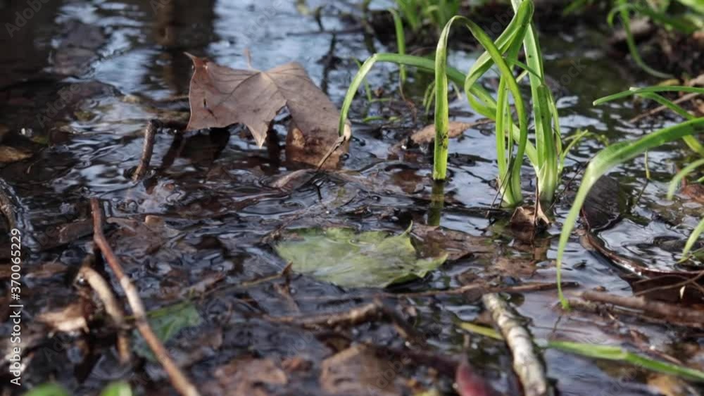 Detail of water circulating in a small pond with vegetation around it. Detail of water circulating in a small pond with vegetation around it.
