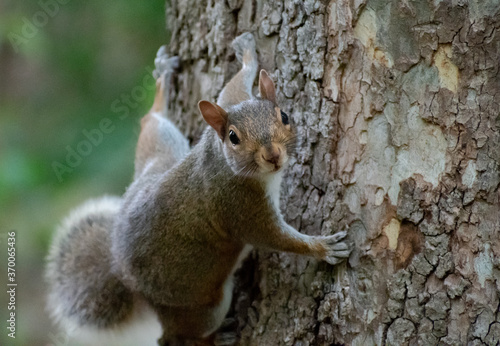 Grey Squirrel