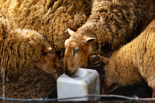 Sheep gathered around a salt lick