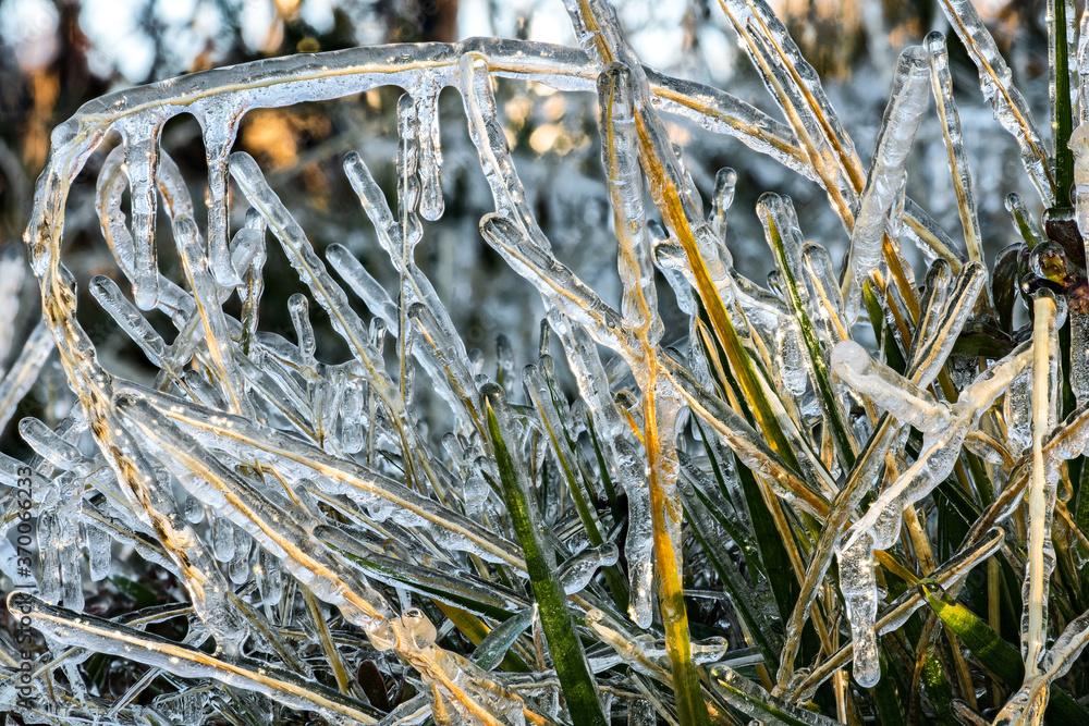 Ice Covering Plants after a Cold Night in Autumn, WA Ice Covering Plants after a Cold Night in Autumn, WA