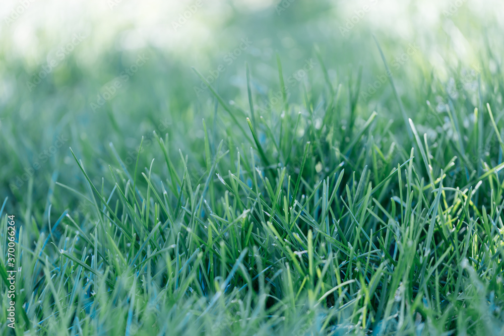 Outdoor green meadow and long leaves closeup
