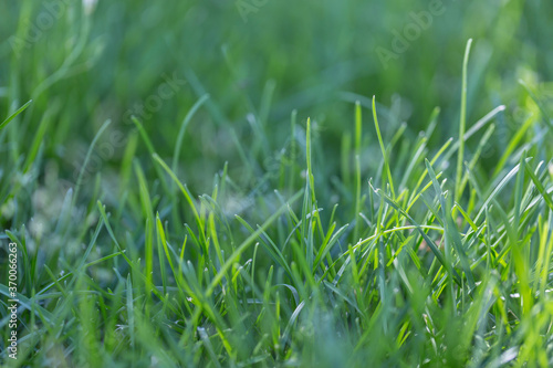 Outdoor green meadow and long leaves closeup 