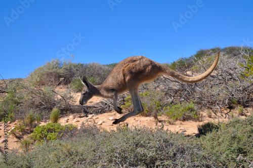 A red kangaroo hopping through its dry natural habitat. Can leap up to 9m in one hop. © Samantha
