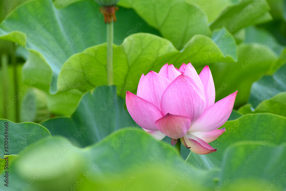 東京上野の不忍池のピンク色のハスの花 東京上野の不忍池のピンク色のハスの花