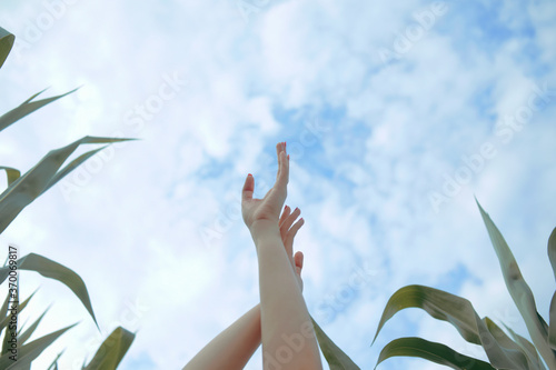 Fashionable photo of hands against the background of the sky and the cornfield. Corn leaves and tender feminine polts. A beautiful photo of nature and taking care of it photo