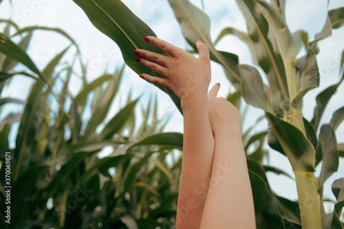 Fashionable photo of hands against the background of the sky and the cornfield. Corn leaves and tender feminine polts. A beautiful photo of nature and taking care of it