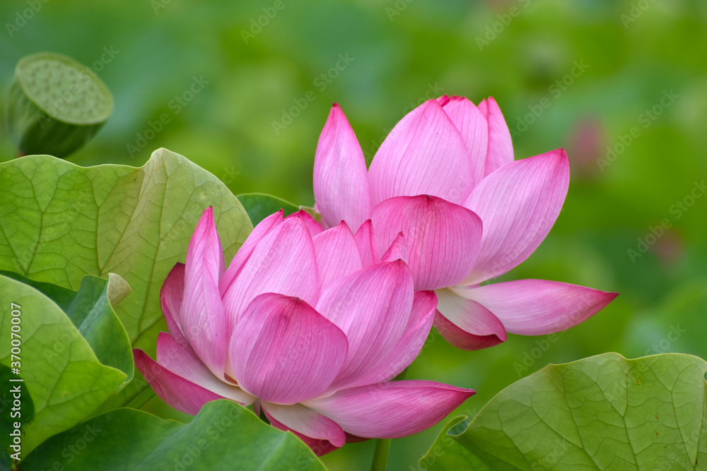 東京上野の不忍池のピンク色のハスの花