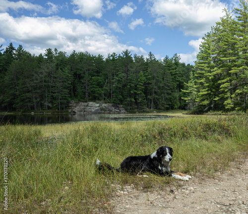 A collie shepherd dog resting by a beautiful pond in Ontario photo