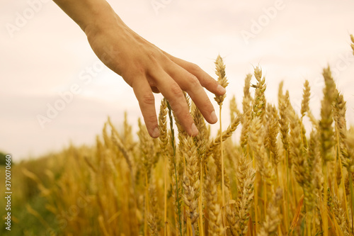 Hand touches the cereal. Concept of protection and care for grain. Shallow depth of  golden field.