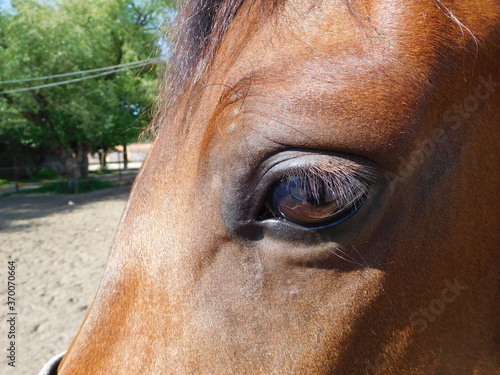 close up of horse head  eye and eyelashes