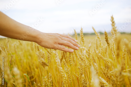 Hand touches the cereal. Concept of protection and care for grain. Shallow depth of  golden field.