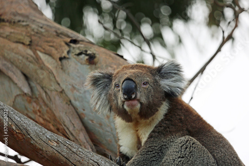 Fototapeta Naklejka Na Ścianę i Meble -  Koala portrait - Kennett River, Victoria, Australia