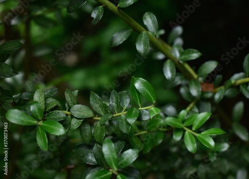 The beautiful green leaves at a park in Tokyo Japan