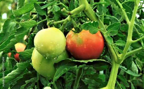 雨上がりのトマト