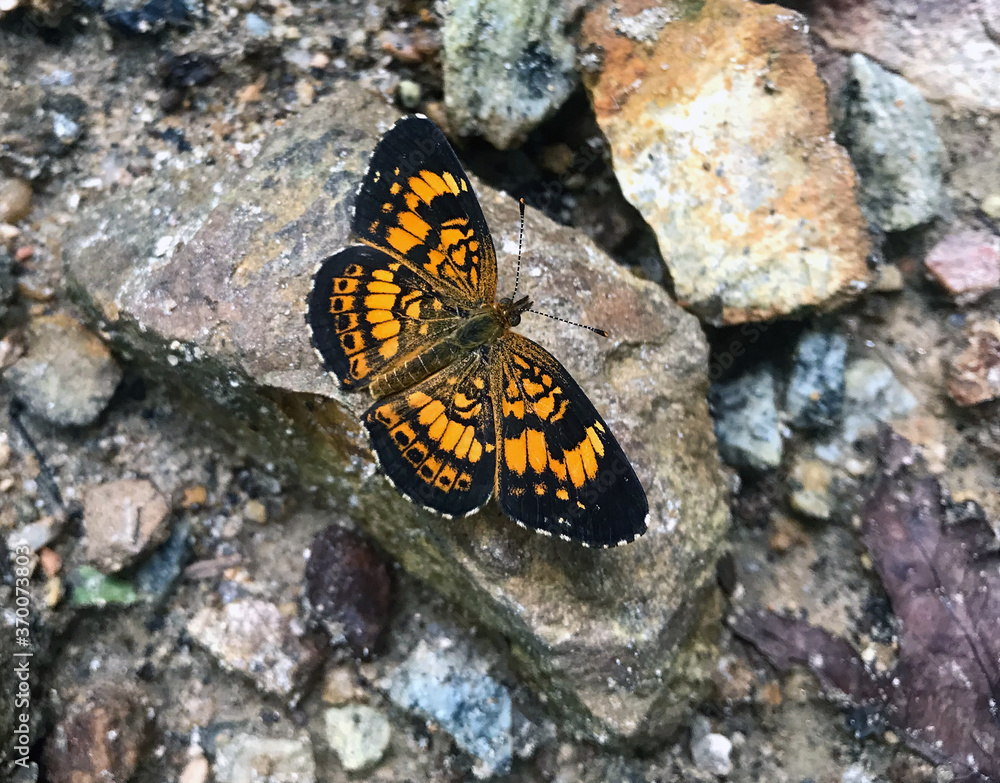 Macro orange and black Silvery Checkerspot Chlosyne nycteis on rocks Macro orange and black Silvery Checkerspot Chlosyne nycteis on rocks