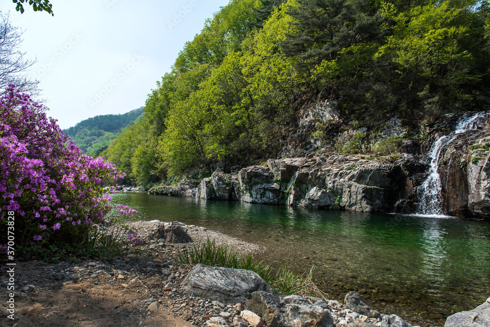 Butiful Azalea Rhododendron flower in the deep valley stream.