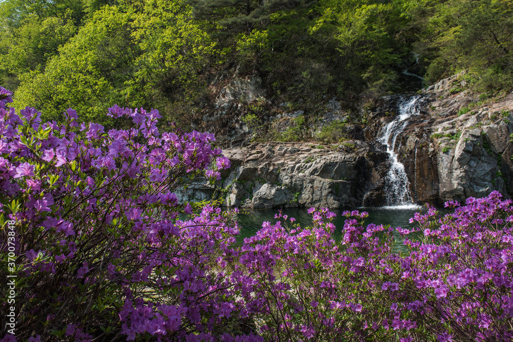 Naklejka premium Butiful Azalea Rhododendron flower in the deep valley stream.