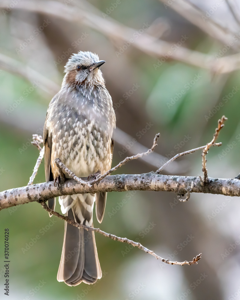 sparrow on a branch sparrow on a branch