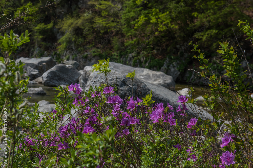 Obraz premium Butiful Azalea Rhododendron flower in the deep valley stream.