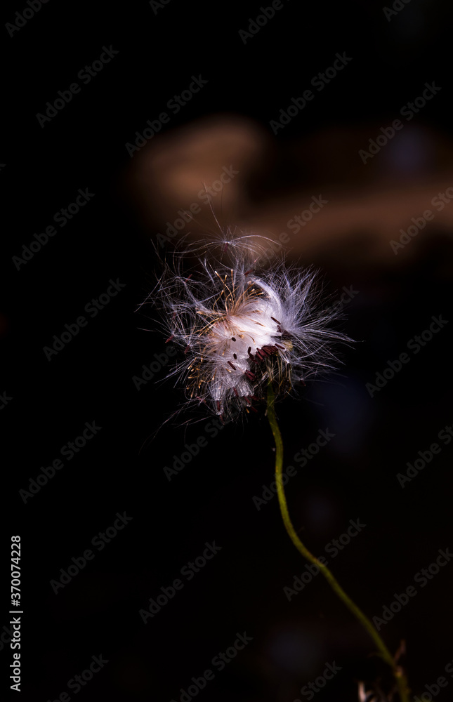 Fototapeta premium Siberian chrysanthemum,Korean daisy flower.