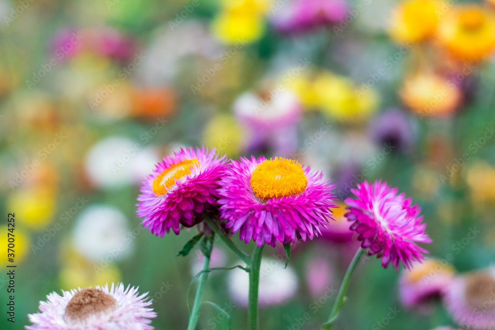 Obraz premium Beautiful Straw flowers