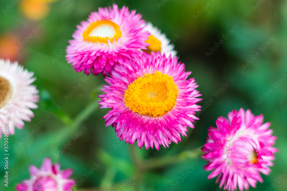 Beautiful Straw flowers Beautiful Straw flowers