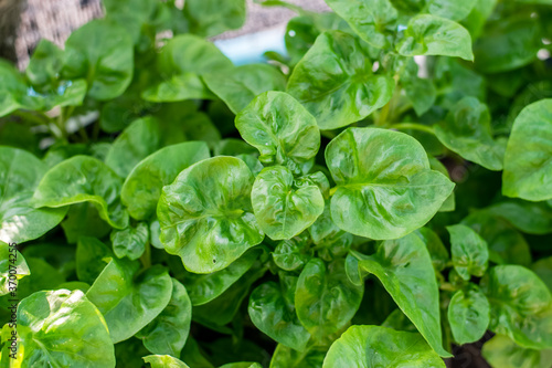 Fresh green Brazilian spinach plant