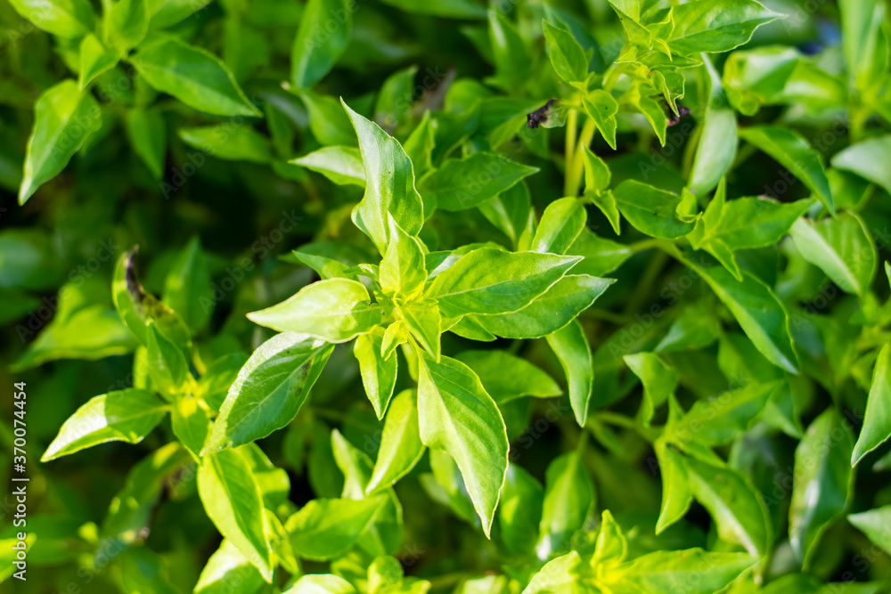 Thai Lemon Basil Thai Lemon Basil
