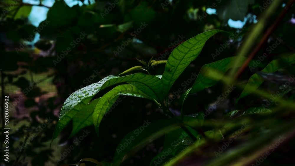 showing on Plant showing on Plant