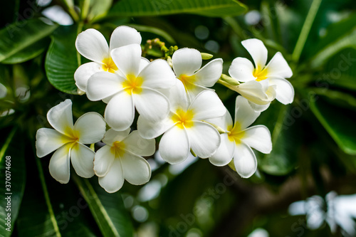 Beautiful plumeria flowers