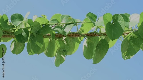 Giloy Amrita Gudbell Tinospora cordifolia Herbal Medicine  heart-leaved moonseed, guduchi photo